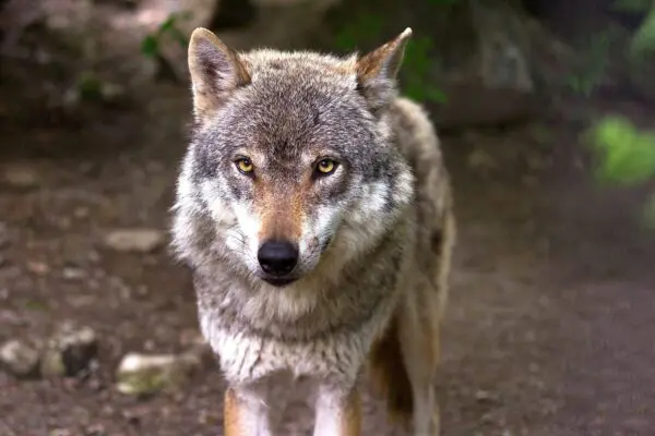 De wolf terug in Nederland